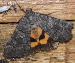 Catocala chelidonia by (c) Andrew Meeds, some rights reserved (CC BY), uploaded by Andrew Meeds. Used under a CC-BY license.