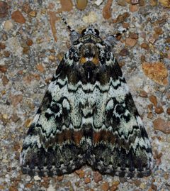 Catocala connubialis by (c) Andy Reago & Chrissy McClarren, some rights reserved (CC BY). Used under a CC-BY license.