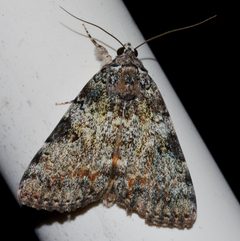Catocala connubialis by (c) Andy Reago & Chrissy McClarren, some rights reserved (CC BY). Used under a CC-BY license.