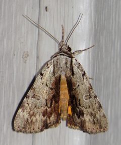 Catocala gracilis by (c) Nick Block, some rights reserved (CC BY), uploaded by Nick Block. Used under a CC-BY license.