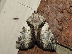 Catocala lincolnana by (c) jfox16, some rights reserved (CC BY), uploaded by jfox16. Used under a CC-BY license.