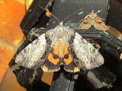 Catocala lincolnana by (c) jfox16, some rights reserved (CC BY), uploaded by jfox16. Used under a CC-BY license.