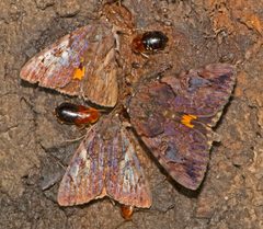 Catocala muliercula by (c) Seig, some rights reserved (CC BY), uploaded by Seig. Used under a CC-BY license.