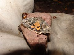 Catocala neogama euphemia by (c) Gordon C. Snelling, some rights reserved (CC BY), uploaded by Gordon C. Snelling. Used under a CC-BY license.