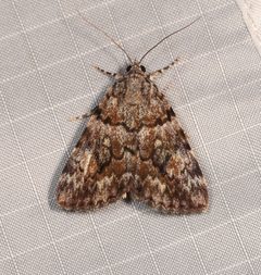 Catocala amica by (c) Laura Gaudette, some rights reserved (CC BY), uploaded by Laura Gaudette. Used under a CC-BY license.