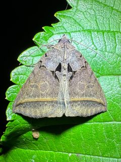 Celiptera frustulum by (c) brendanboyd, some rights reserved (CC BY). Used under a CC-BY license.