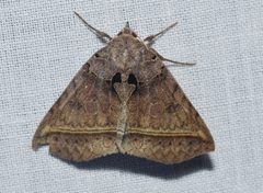 Celiptera by (c) Andy Reago & Chrissy McClarren, some rights reserved (CC BY). Used under a CC-BY license.