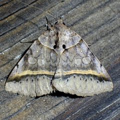 Celiptera valina by (c) Sue Carnahan, some rights reserved (CC BY), uploaded by Sue Carnahan. Used under a CC-BY license.