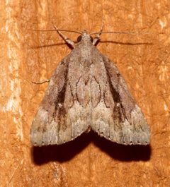 Cutina albopunctella by (c) Laura Gaudette, some rights reserved (CC BY), uploaded by Laura Gaudette. Used under a CC-BY license.