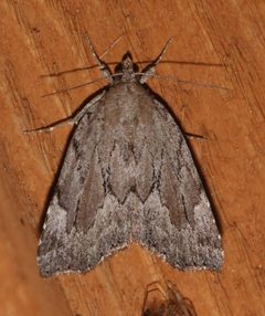 Cutina albopunctella by (c) Laura Gaudette, some rights reserved (CC BY), uploaded by Laura Gaudette. Used under a CC-BY license.