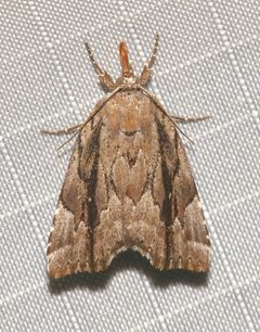 Cutina albopunctella by (c) Laura Gaudette, some rights reserved (CC BY), uploaded by Laura Gaudette. Used under a CC-BY license.