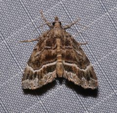 Cutina arcuata by (c) Laura Gaudette, some rights reserved (CC BY), uploaded by Laura Gaudette. Used under a CC-BY license.