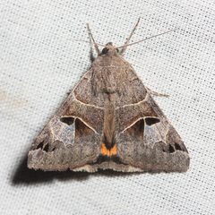 Drasteria edwardsii by (c) Ken-ichi Ueda, some rights reserved (CC BY), uploaded by Ken-ichi Ueda. Used under a CC-BY license.