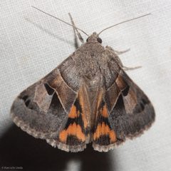 Drasteria edwardsii by (c) Ken-ichi Ueda, some rights reserved (CC BY), uploaded by Ken-ichi Ueda. Used under a CC-BY license.