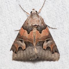 Drasteria fumosa by (c) Ken-ichi Ueda, some rights reserved (CC BY), uploaded by Ken-ichi Ueda. Used under a CC-BY license.