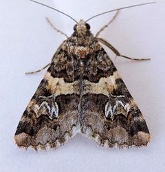 Drasteria sabulosa by (c) jimeckert49, some rights reserved (CC BY). Used under a CC-BY license.