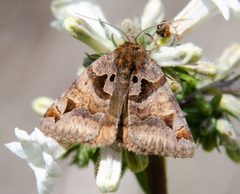 Euclidia ardita by (c) Don Loarie, some rights reserved (CC BY), uploaded by Don Loarie. Used under a CC-BY license.
