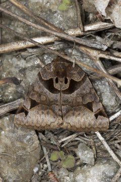 Euclidia cuspidea by no rights reserved, uploaded by Kent P. McFarland. Used under a CC0 license.