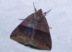 Gondysia similis by no rights reserved, uploaded by kcthetc1. Used under a CC0 license.