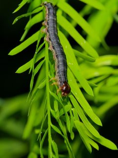Melipotis indomita by (c) Michelle W. (鍾偉瑋), some rights reserved (CC BY), uploaded by Michelle W. (鍾偉瑋). Used under a CC-BY license.
