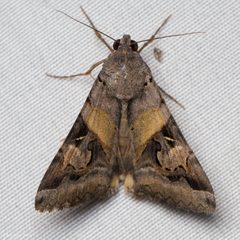 Melipotis indomita by (c) Ken-ichi Ueda, some rights reserved (CC BY), uploaded by Ken-ichi Ueda. Used under a CC-BY license.