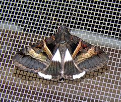 Melipotis nigrobasis by no rights reserved, uploaded by Hugo Hulsberg. Used under a CC0 license.