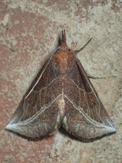 Phyprosopus callitrichoides by (c) John P Friel, some rights reserved (CC BY), uploaded by John P Friel. Used under a CC-BY license.