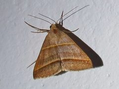 Ptichodis immunis by (c) Annika Lindqvist, some rights reserved (CC BY), uploaded by Annika Lindqvist. Used under a CC-BY license.