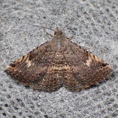 Toxonprucha crudelis by (c) Sue Carnahan, some rights reserved (CC BY), uploaded by Sue Carnahan. Used under a CC-BY license.