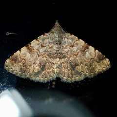 Toxonprucha volucris by (c) Sue Carnahan, some rights reserved (CC BY), uploaded by Sue Carnahan. Used under a CC-BY license.