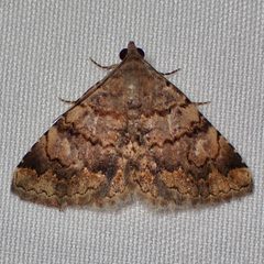 Toxonprucha volucris by (c) Sue Carnahan, some rights reserved (CC BY), uploaded by Sue Carnahan. Used under a CC-BY license.