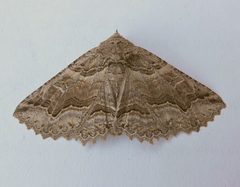 Zale rubiata by (c) jimeckert49, some rights reserved (CC BY). Used under a CC-BY license.