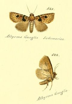 Athyrma ganglio by no rights reserved, uploaded by Andreas Manz. Used under a CC0 license.