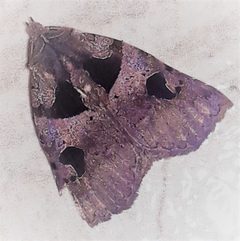 Athyrma ganglio by (c) Arthur de Jesús Chavarría Pérez, some rights reserved (CC BY), uploaded by Arthur de Jesús Chavarría Pérez. Used under a CC-BY license.