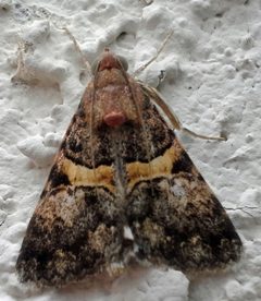 Forsebia cinis by (c) Jason Eckberg, some rights reserved (CC BY), uploaded by Jason Eckberg. Used under a CC-BY license.