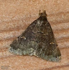 Hypenula cacuminalis by (c) John Rosford, some rights reserved (CC BY), uploaded by John Rosford. Used under a CC-BY license.