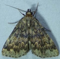Idia denticulalis by no rights reserved, uploaded by kcthetc1. Used under a CC0 license.