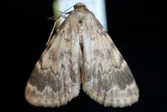 Idia occidentalis by (c) Jeremy deWaard. University of British Columbia., some rights reserved (CC BY). Used under a CC-BY license.