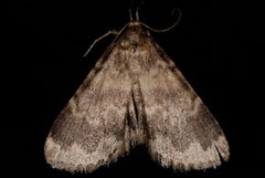 Idia occidentalis by (c) Jeremy deWaard. University of British Columbia., some rights reserved (CC BY). Used under a CC-BY license.