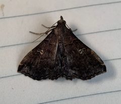 Phlyctaina irrigualis by (c) Thomas Irvine, some rights reserved (CC BY), uploaded by Thomas Irvine. Used under a CC-BY license.
