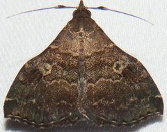 Phlyctaina irrigualis by no rights reserved, uploaded by kcthetc1. Used under a CC0 license.