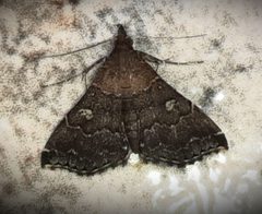 Phlyctaina irrigualis by (c) Arthur de Jesús Chavarría Pérez, some rights reserved (CC BY), uploaded by Arthur de Jesús Chavarría Pérez. Used under a CC-BY license.