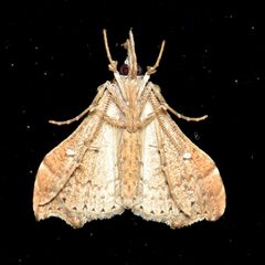 Redectis vitrea by (c) nancyellivc, some rights reserved (CC BY). Used under a CC-BY license.