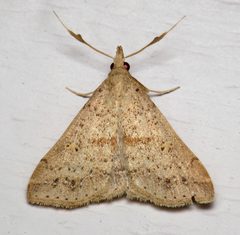 Renia salusalis by (c) Nick Block, some rights reserved (CC BY), uploaded by Nick Block. Used under a CC-BY license.