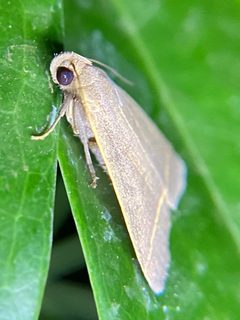 Simplicia cornicalis by (c) Sandra H Statner, some rights reserved (CC BY), uploaded by Sandra H Statner. Used under a CC-BY license.