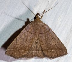 Zanclognatha obscuripennis by no rights reserved, uploaded by Mirko Schoenitz. Used under a CC0 license.