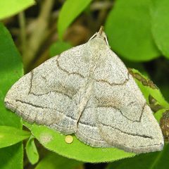 Zanclognatha pedipilalis by (c) Bill Keim, some rights reserved (CC BY). Used under a CC-BY license.