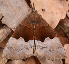 Hypena appalachiensis by (c) skitterbug, some rights reserved (CC BY), uploaded by skitterbug. Used under a CC-BY license.