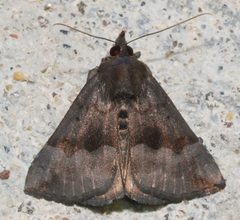 Hypena madefactalis by (c) Andy Reago & Chrissy McClarren, some rights reserved (CC BY). Used under a CC-BY license.