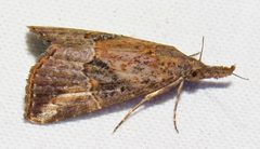 Hypena minualis by (c) David Dodd, some rights reserved (CC BY), uploaded by David Dodd. Used under a CC-BY license.